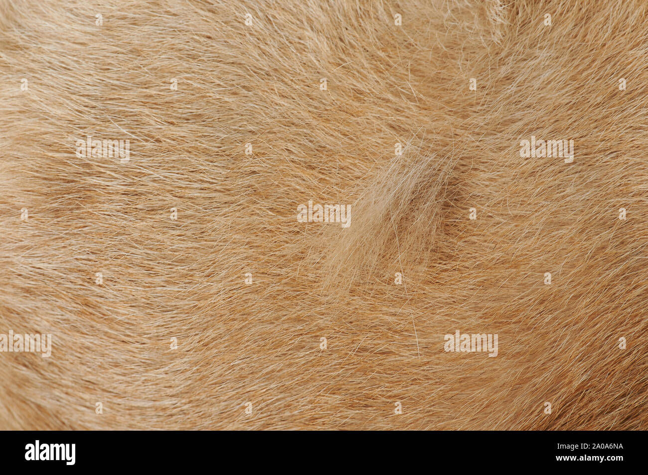 La perdita di capelli del cane tema vista ravvicinata su sfondo di pelliccia Foto Stock