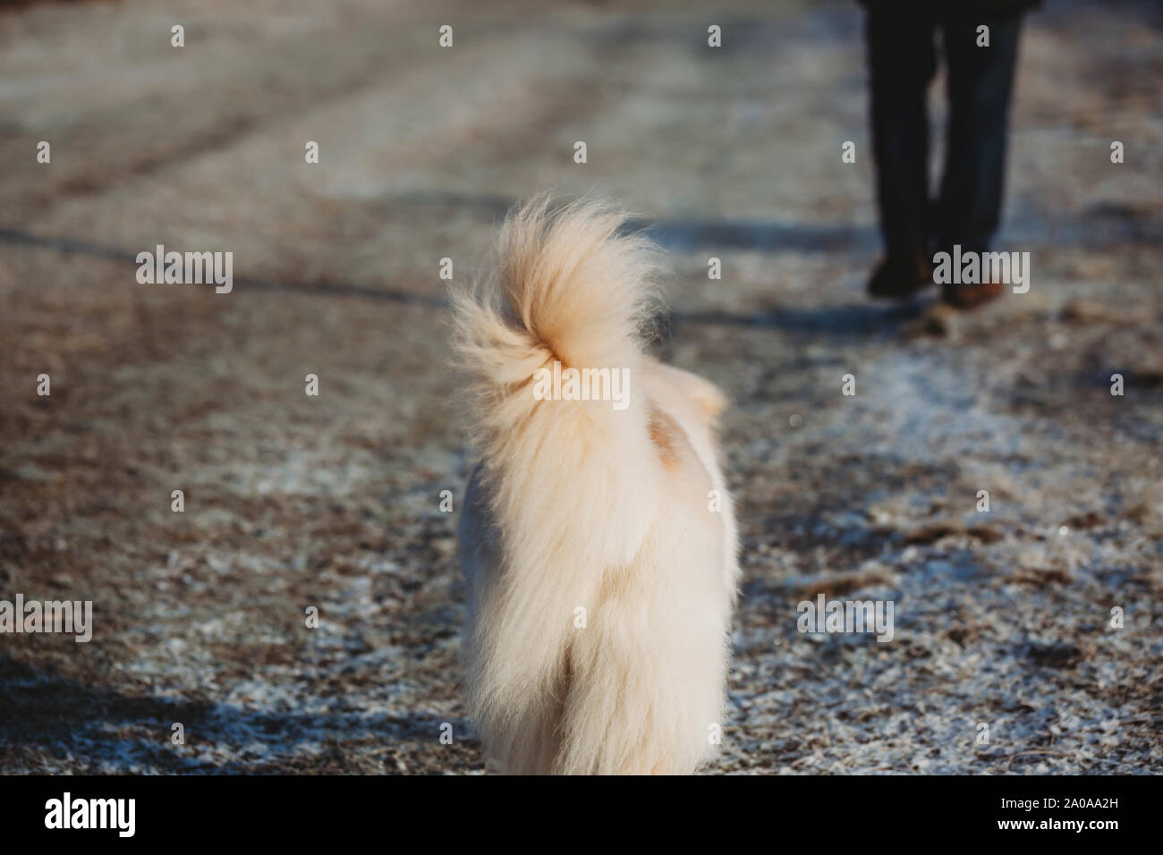 Vista posteriore di una soffice di coda del cane Foto Stock
