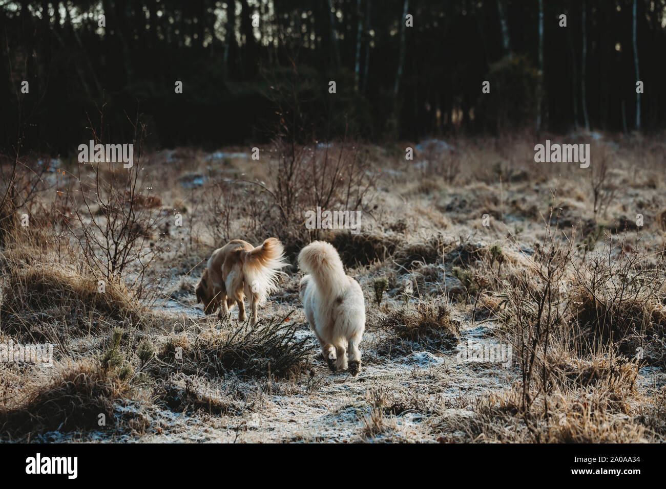 Vista posteriore di due cani a piedi attraverso brughiera Foto Stock