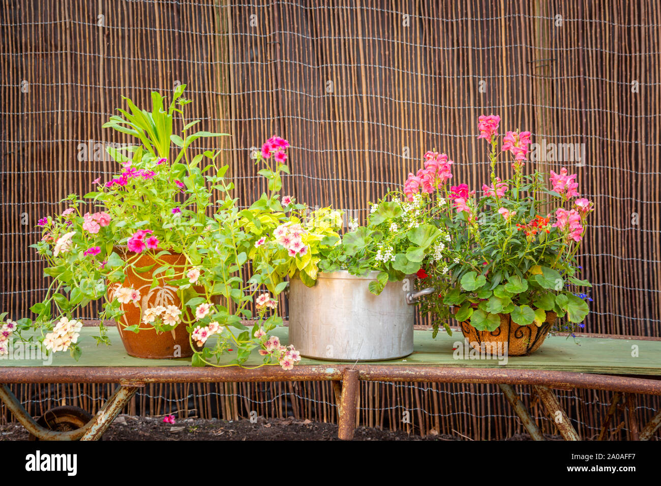 Piante in vaso in un giardino Foto Stock