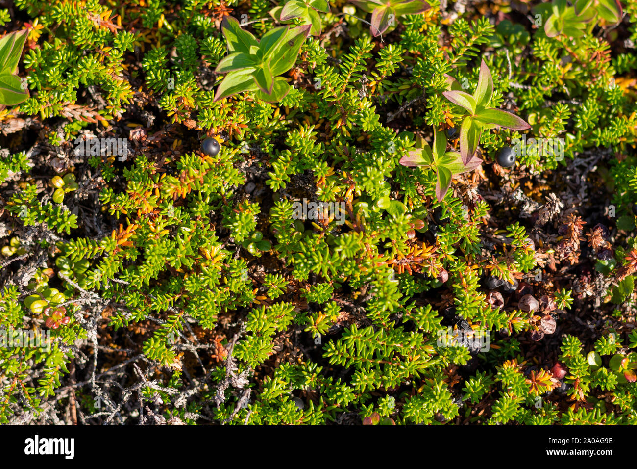 Sfondo di crowberry canneti in foglie di conifere bacche. Le piccole bacche nere nelle foglie che assomigliano a degli aghi. Pianta medicinale della regione di Murmansk. B Foto Stock