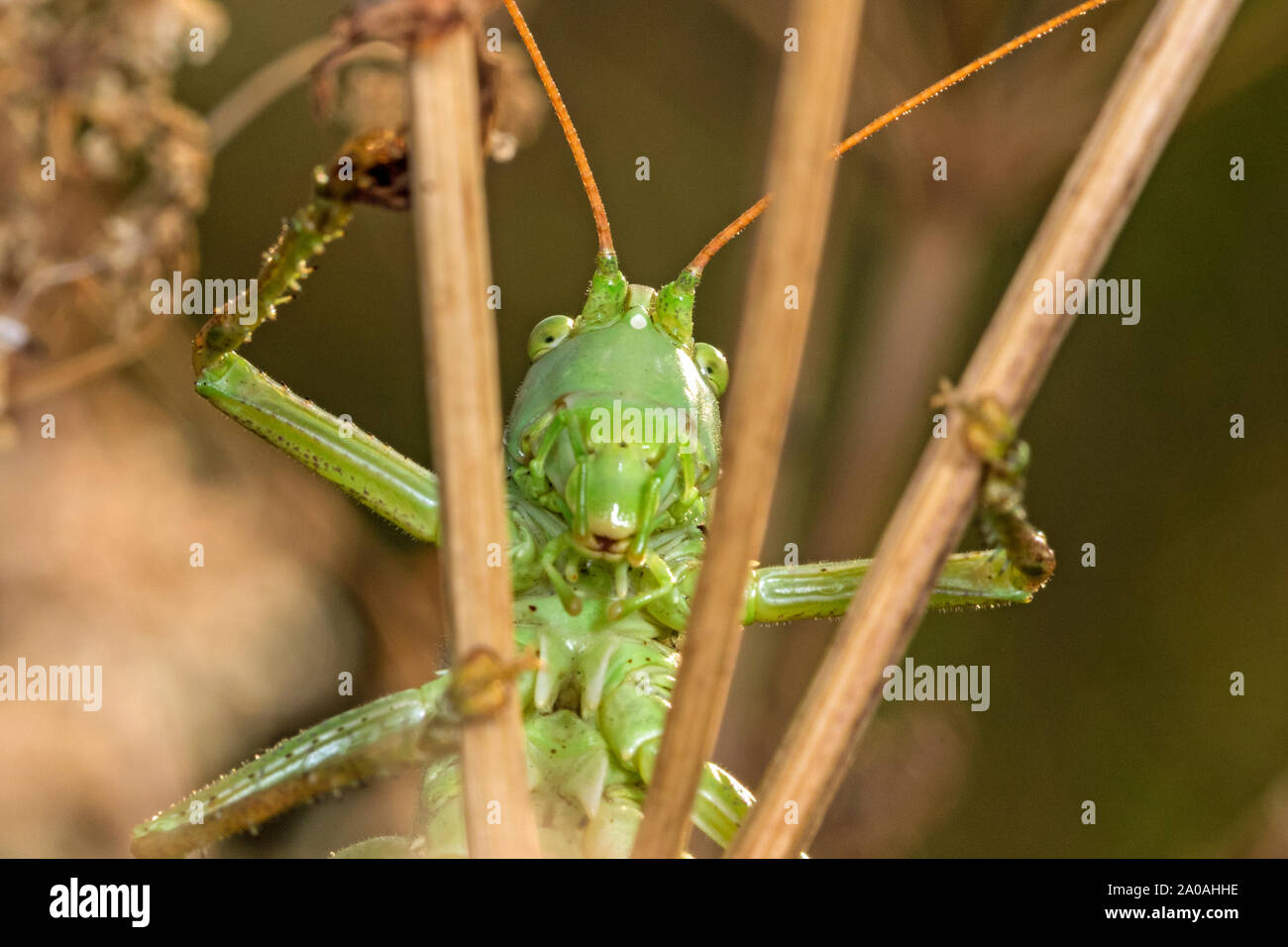 Maschio grande macchia verde-cricket (Tettigonia viridissima), Cambridgeshire, Inghilterra Foto Stock
