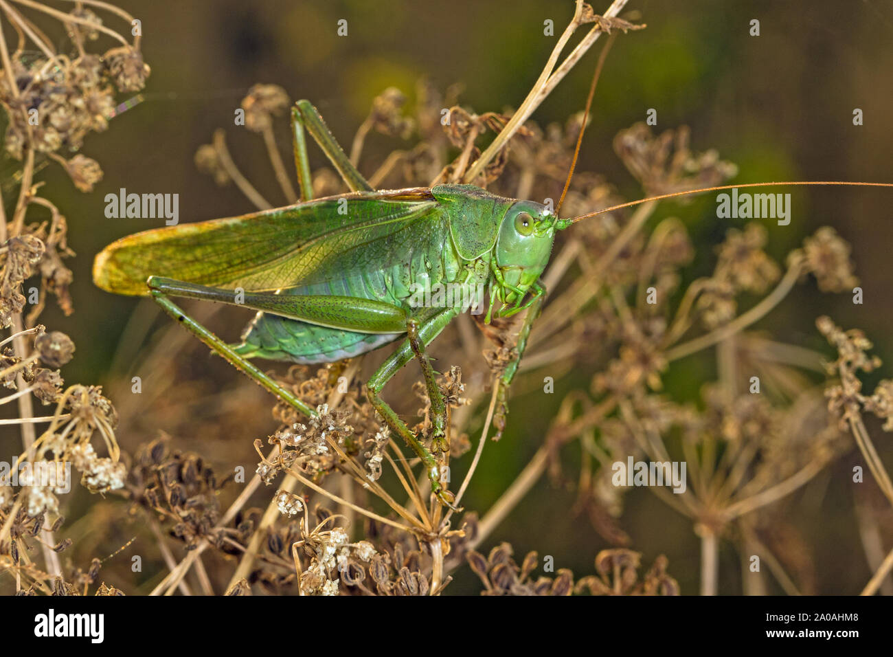 Maschio grande macchia verde-cricket (Tettigonia viridissima), Cambridgeshire, Inghilterra Foto Stock