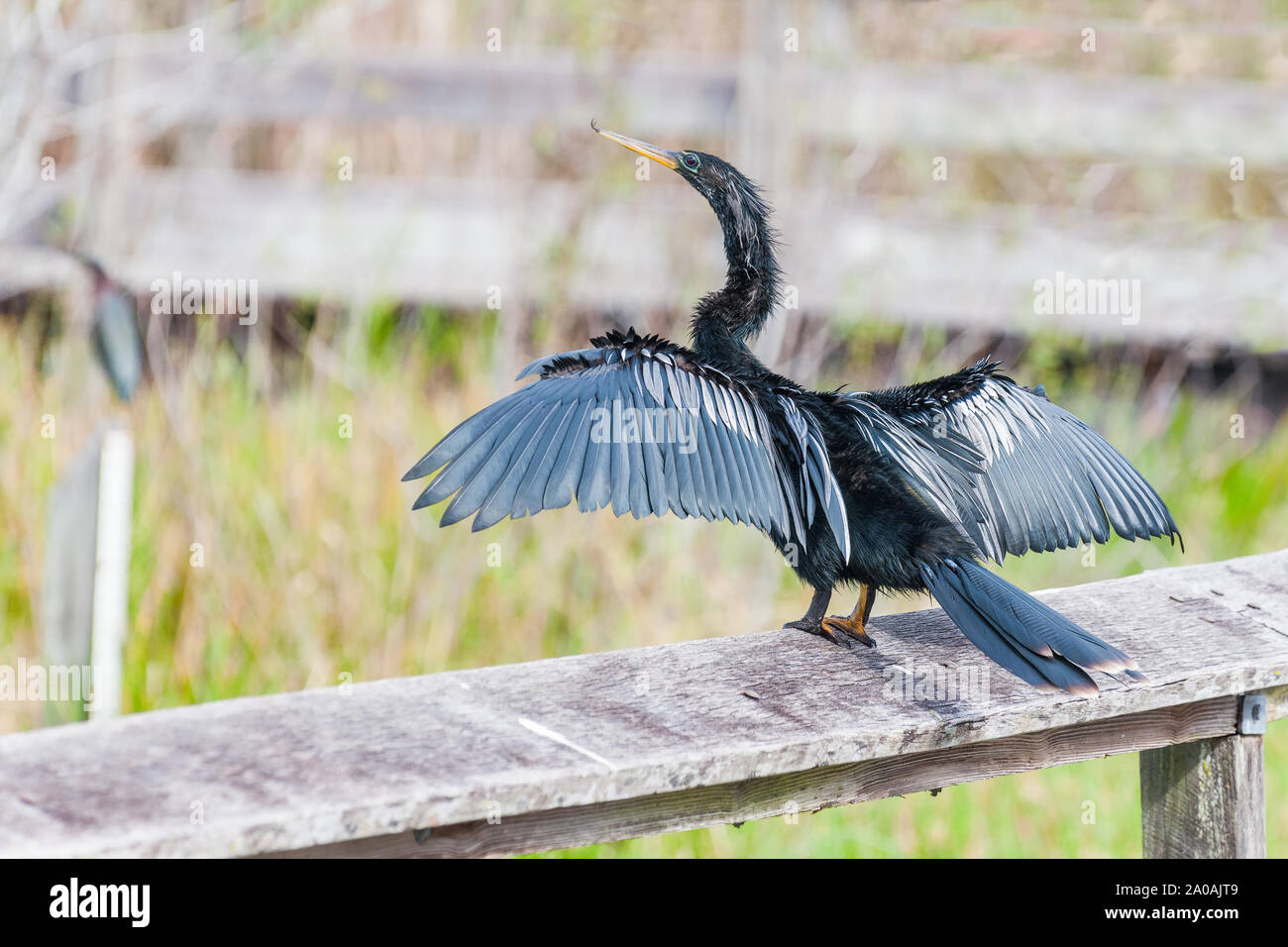 Anhinga maschio ali di essiccazione su una passerella recinto. Anhinga trail. Parco nazionale delle Everglades. Florida. Stati Uniti d'America Foto Stock
