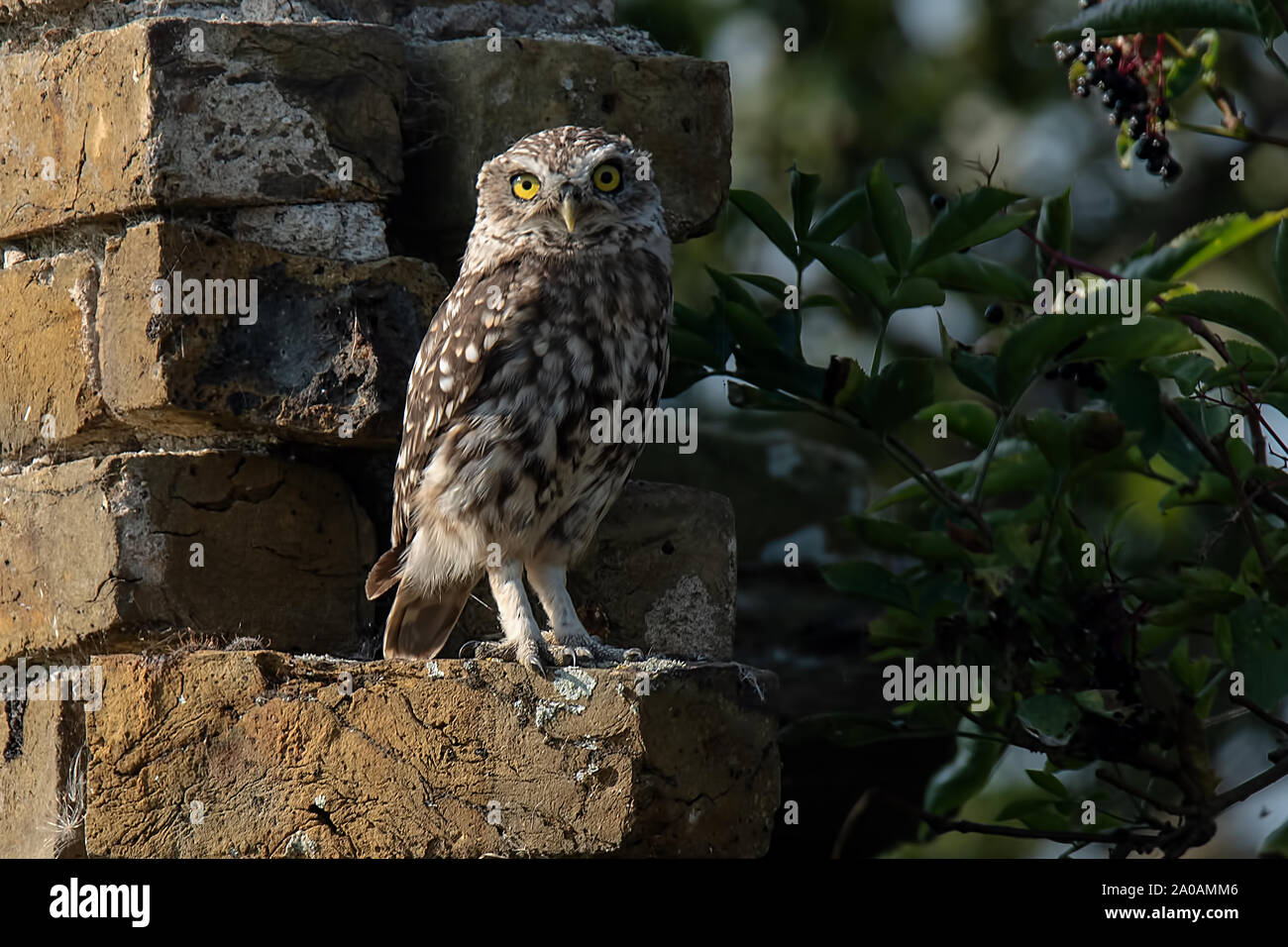 Piccolo gufo in piedi su un decadimento muro di mattoni di old school house Elmley, Kent. Foto Stock