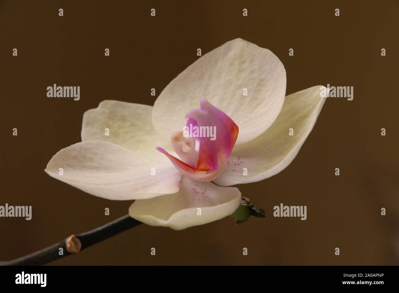 Una chiusura di una farfalla bianca Orchid Foto Stock