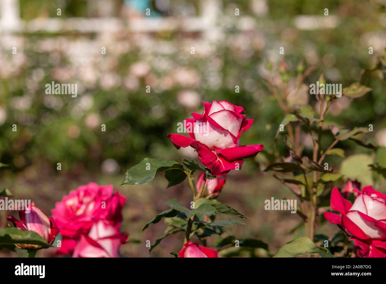 Giardino delle Rose con vari rose (red rose, rosa gialla, rosa bianca, rosa rosa, viola, rosa, arancione rosa, rosso rosa bianca), fiori colorati Foto Stock