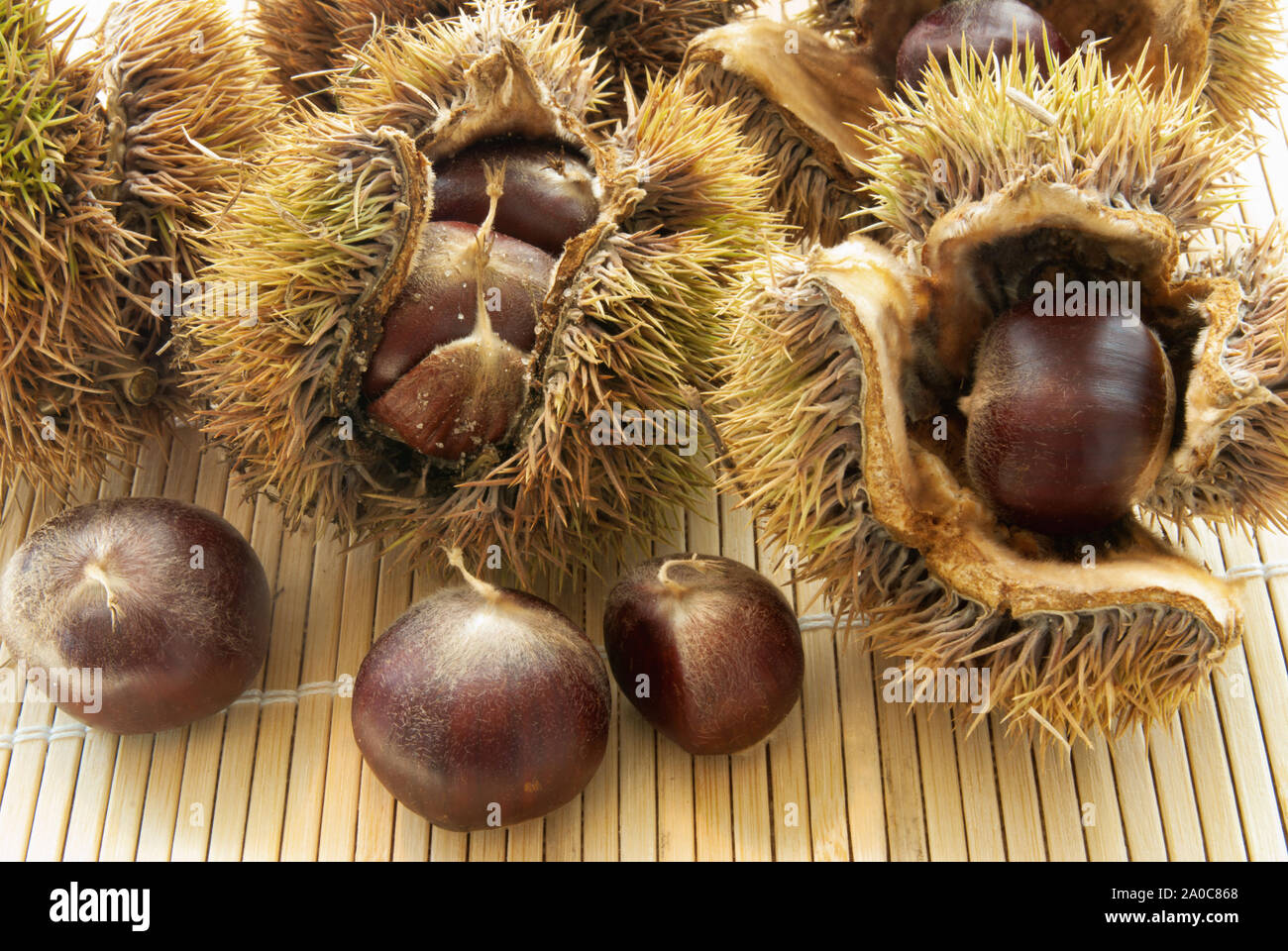 Un piccolo gruppo di castagne da un bosco di faggi. Il frutto è contenuta in una spinosa e molto affilate cupule chiamato anche una fresa o una sbavatura. Foto Stock