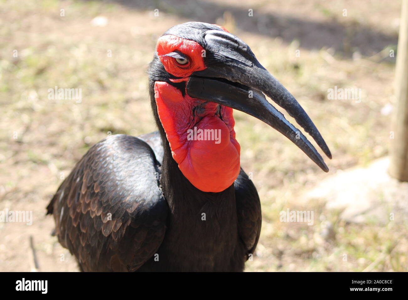 Massa meridionale Hornbill presso un centro di riabilitazione a Pretoria, Sud Africa. Foto Stock