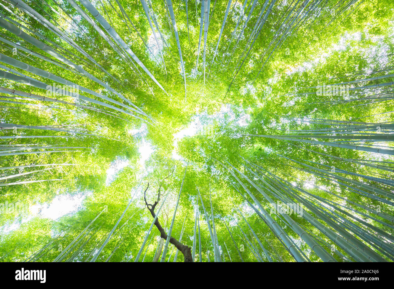 La lussureggiante vegetazione nella famosa località turistica Foresta di Bamboo, Kyoto, Giappone. Foto Stock