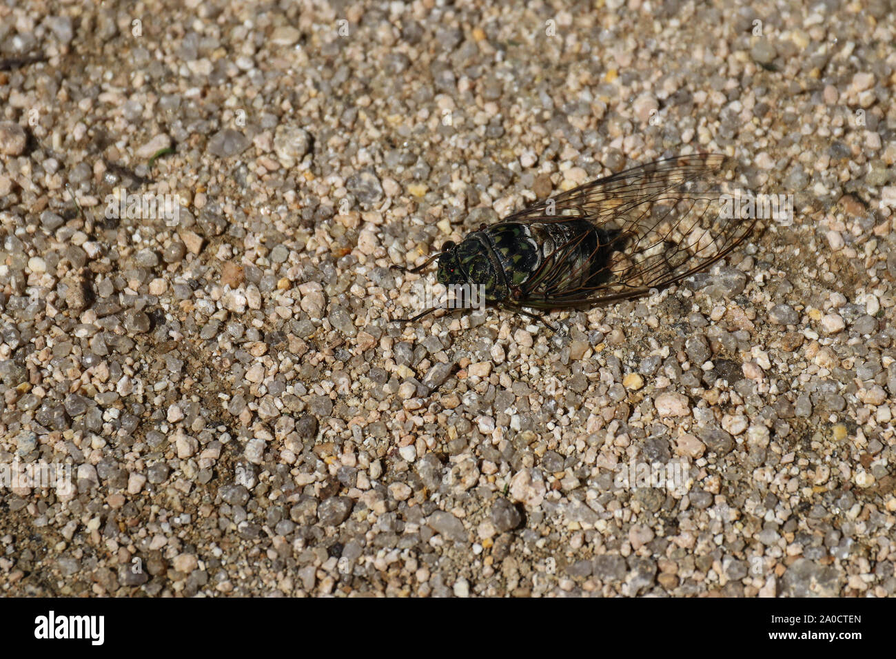 Grande cicala close up sulla sabbia in una giornata di sole Foto Stock