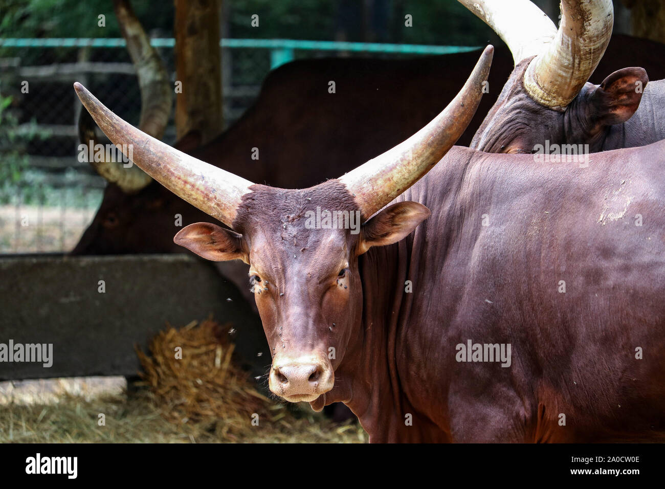 Mucca con grandi corna immagini e fotografie stock ad alta risoluzione ...