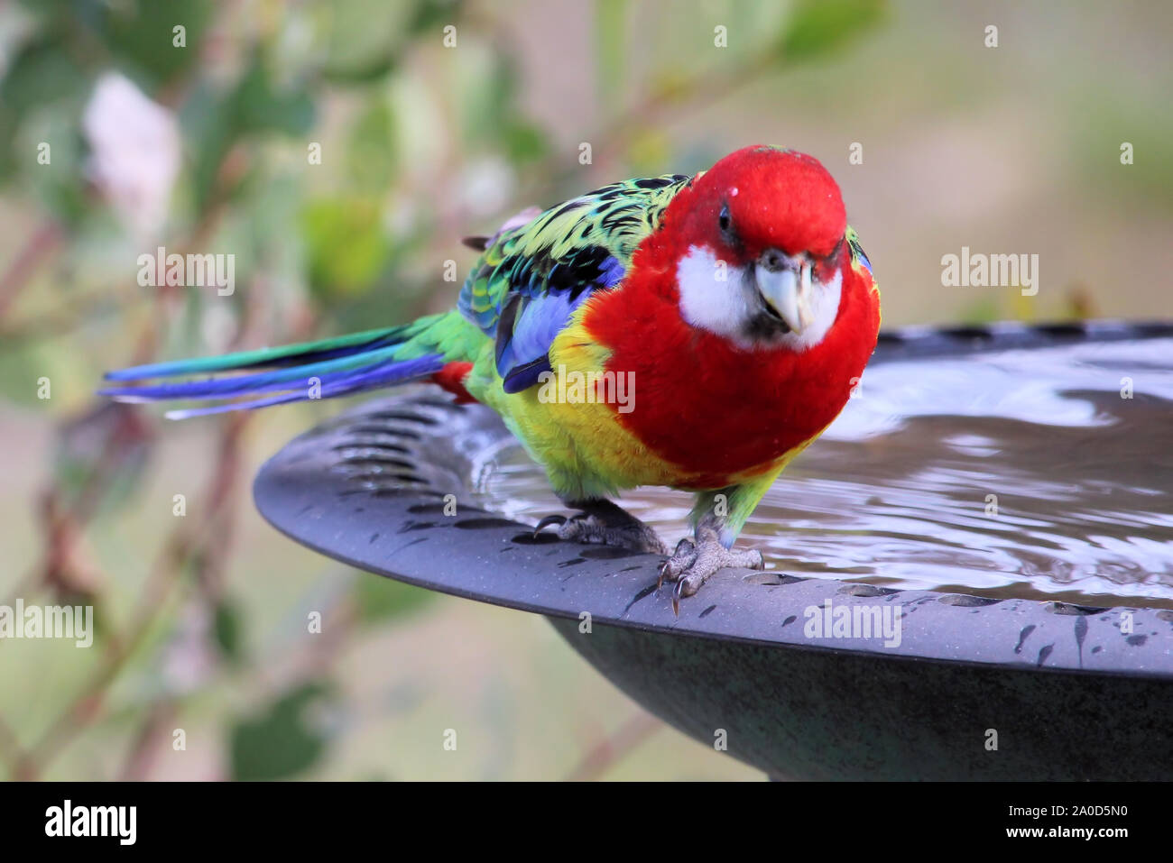 Wild Eastern Rosella (Platycercus eximius) con danneggiato/deformato bill, a Bagno uccelli, Sud Australia Foto Stock