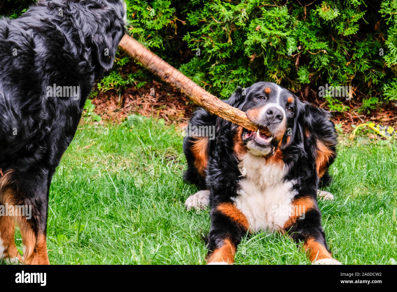 Due giovani giocoso Bernese cani di montagna in cortile Foto Stock