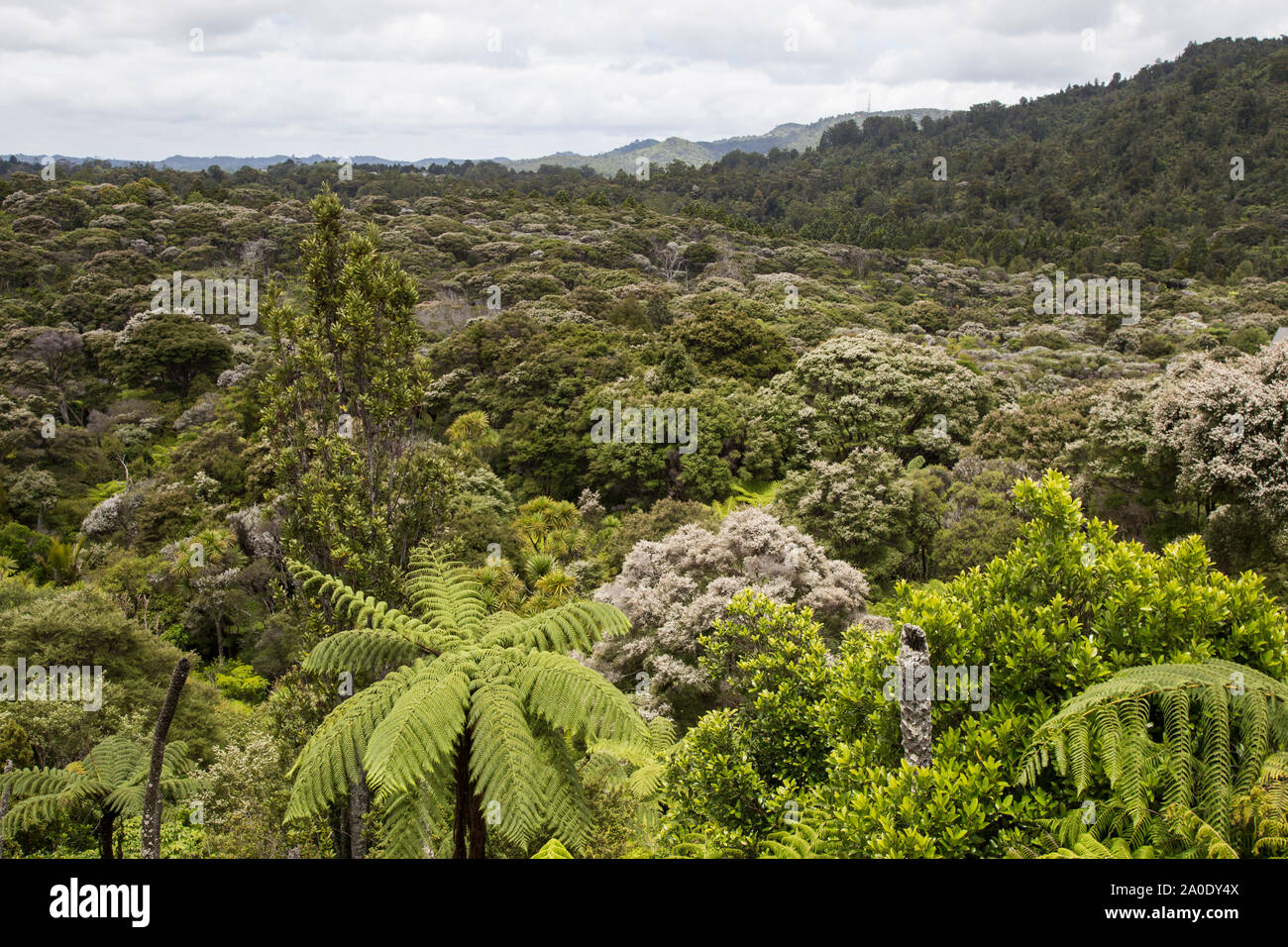 Nuova Zelanda rigenerato nativo bush, scenic drive, Waitakere Ranges. Punga, felci arboree, manuka, Kauri, la Rimu. Sfumature di verde. Kanuka minuscolo flora bianco Foto Stock