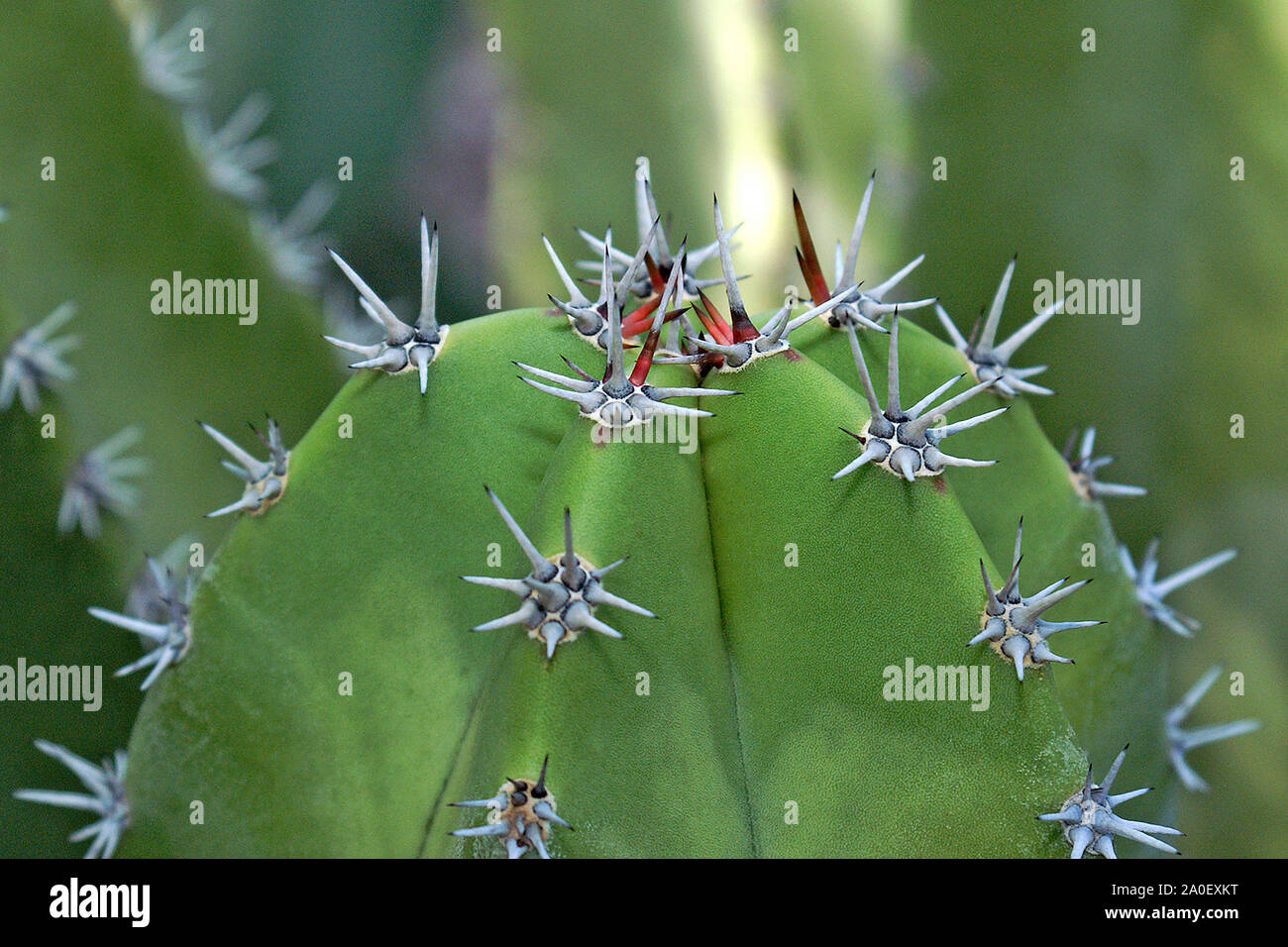 Primo piano della pianta di cactus con dettaglio della bellissima e spine taglienti. Cactus di sfondo con una corona di spine pungenti. Foto Stock