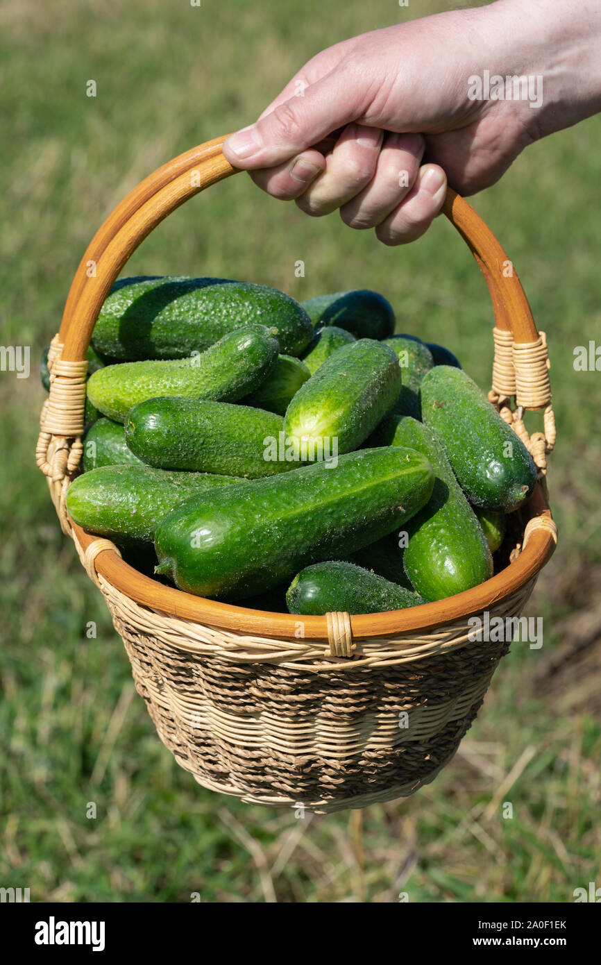 Dell'agricoltore mano maschio detiene il cesto di vimini con appena raccolto con appena raccolto agriturismo biologico-coltivati cetrioli su sfondo di erba verde nel campo Foto Stock