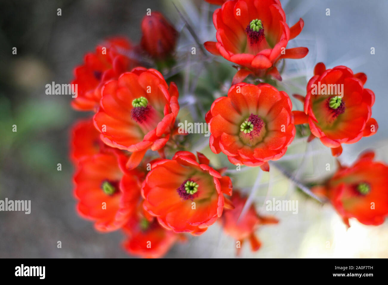 Red fioriture dei fiori sul riccio cactus nel deserto closeup. Kingcup o claretcup cactus (echinocereus triglochidiatus). Foto Stock