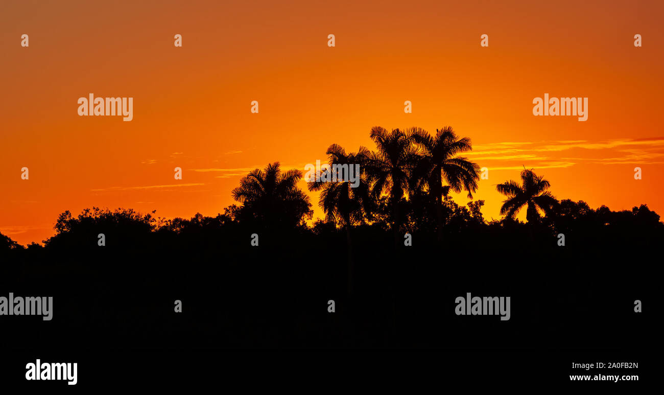 Sagome di palme e cespugli su uno sfondo di rosso arancione tramonto Cielo. Parco nazionale delle Everglades. Anhinga Trail. Florida. Stati Uniti d'America Foto Stock