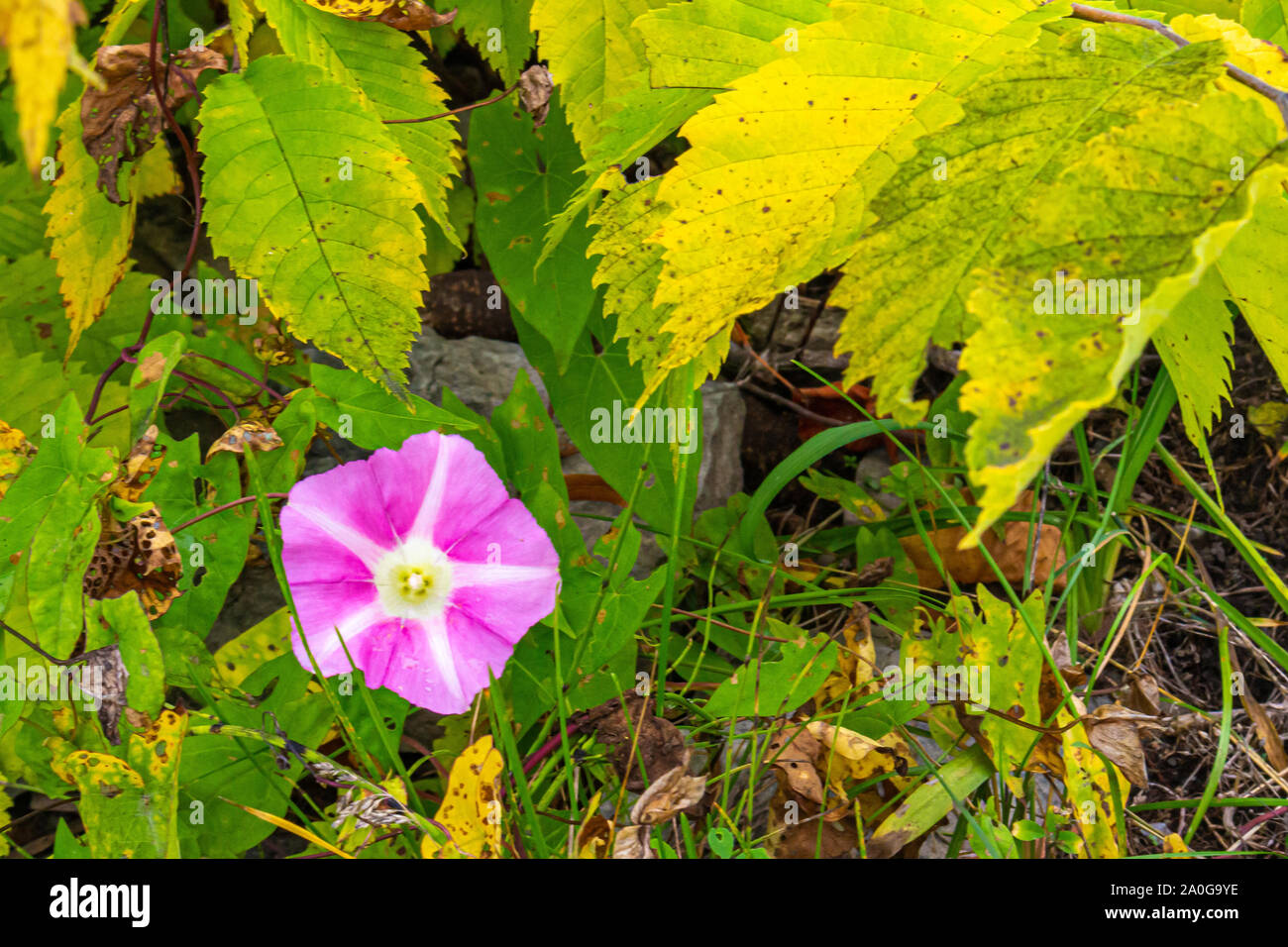 Una rosa gloria di mattina o centinodia fiore del genere Calystegia cresce vicino al terreno, circondato da ingiallimento foglie verdi. Foto Stock