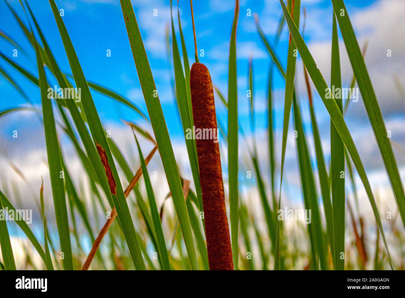 Tife e canne di crescere in una zona paludosa e da un lago. Foto Stock