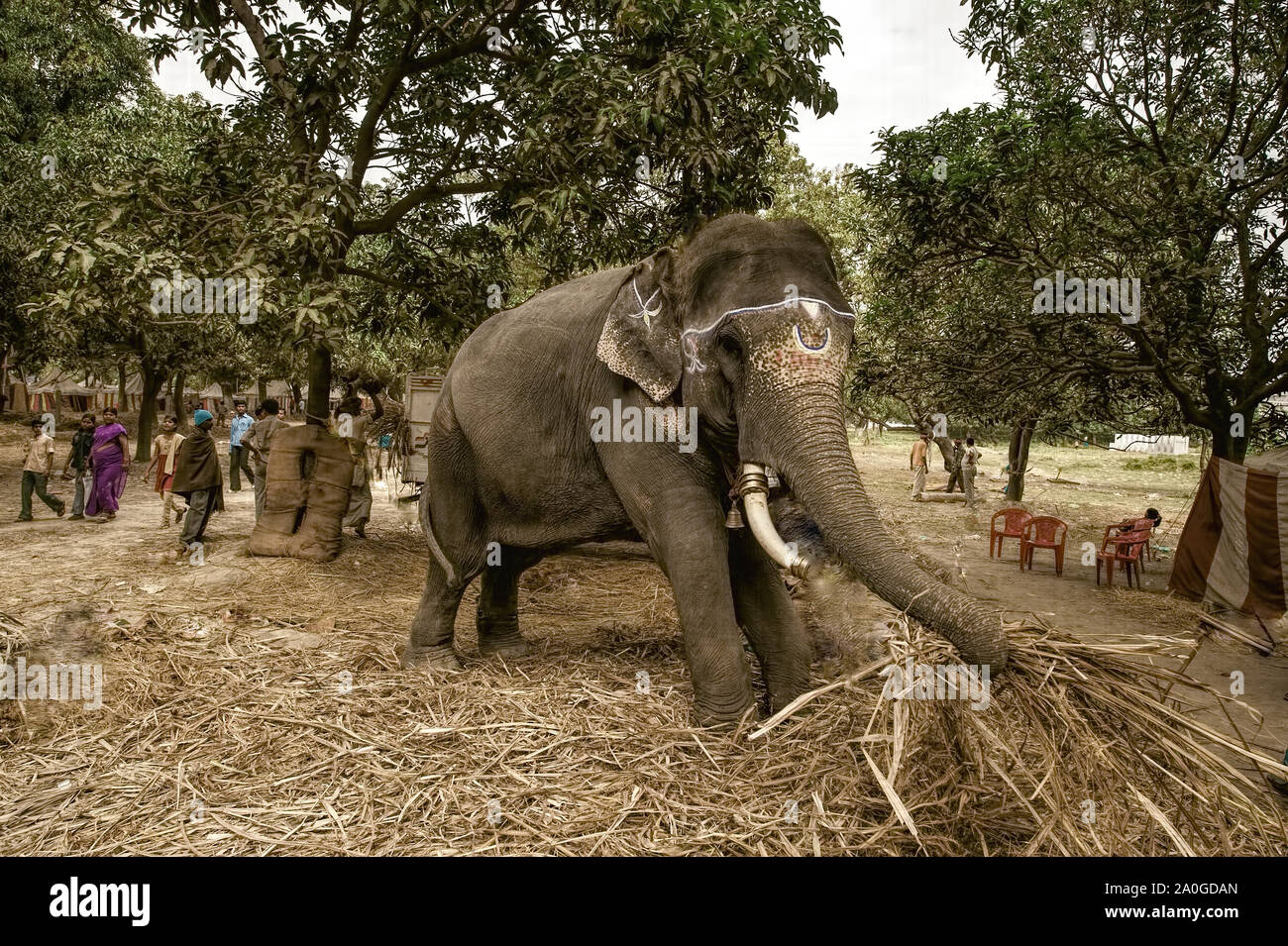 Sonepur,Animali,Fiera,elephant,decorate,per la vendita,,Asia's,più grande,animale,fiera,l'India. Foto Stock