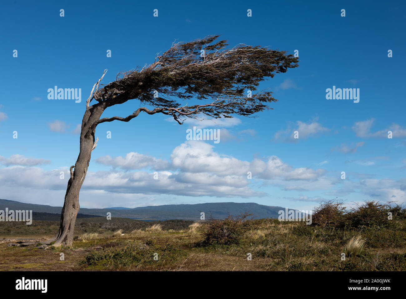 Albero piegato dal vento sulla costa del Sud Patagonia con cielo blu. Foto Stock