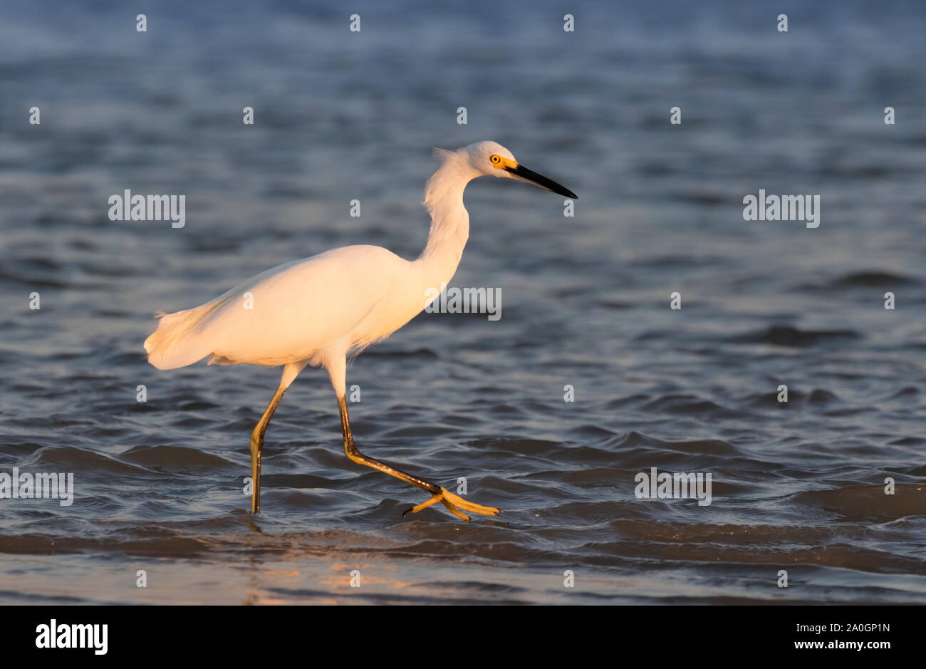 La snowy garzetta la pesca durante il tramonto sulla spiaggia di Galveston, Texas, Stati Uniti d'America Foto Stock