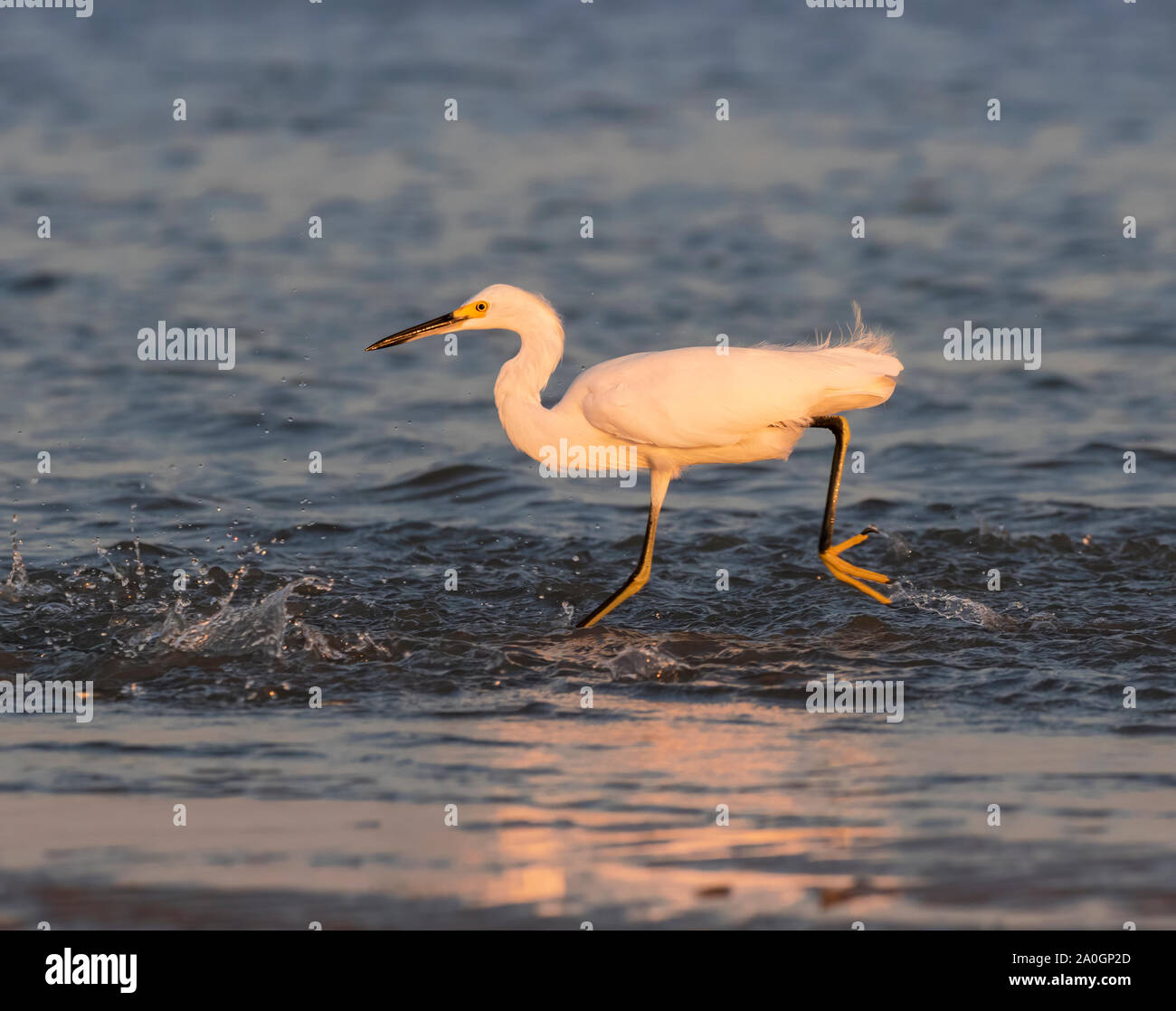 La snowy garzetta la pesca durante il tramonto sulla spiaggia di Galveston, Texas, Stati Uniti d'America Foto Stock