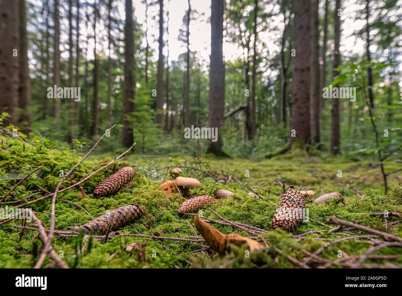 Pincones in una foresta verde in estate Foto Stock