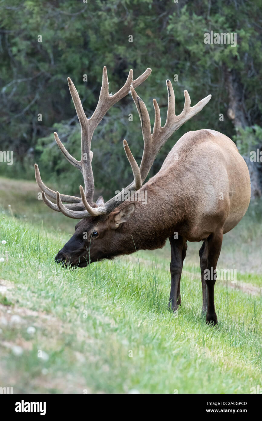 Nord America; Stati Uniti; Montana; National Bison Range; fauna; mammiferi; Rocky Mountain Elk; Cervus elaphus; estate; Bull; Velvet Foto Stock