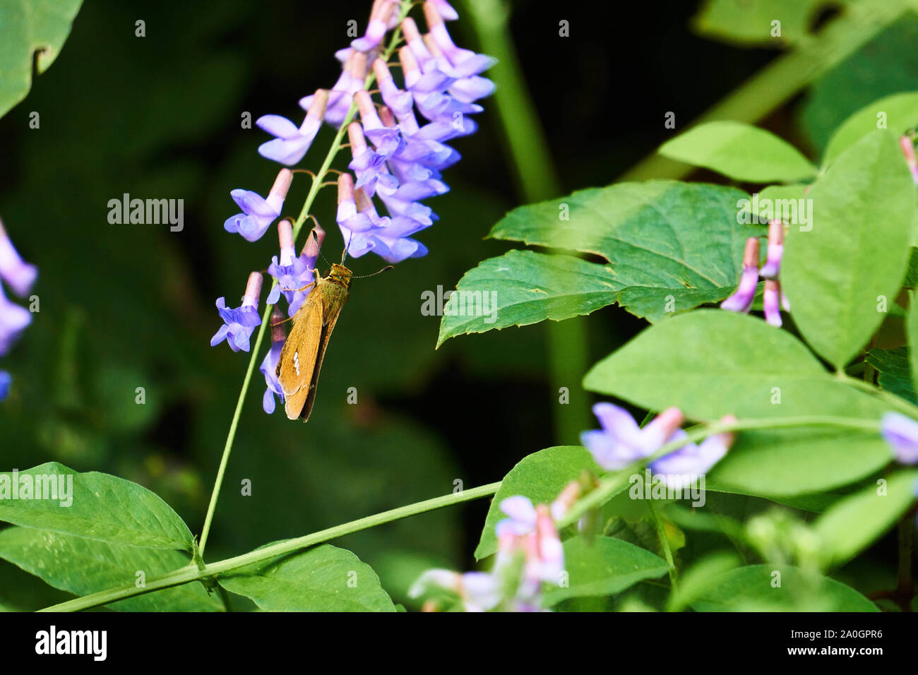 Una farfalla fritta indiana arancione (Argynnis iperbius) con macchie nere poggia su fiori di vetching viola. Foto Stock