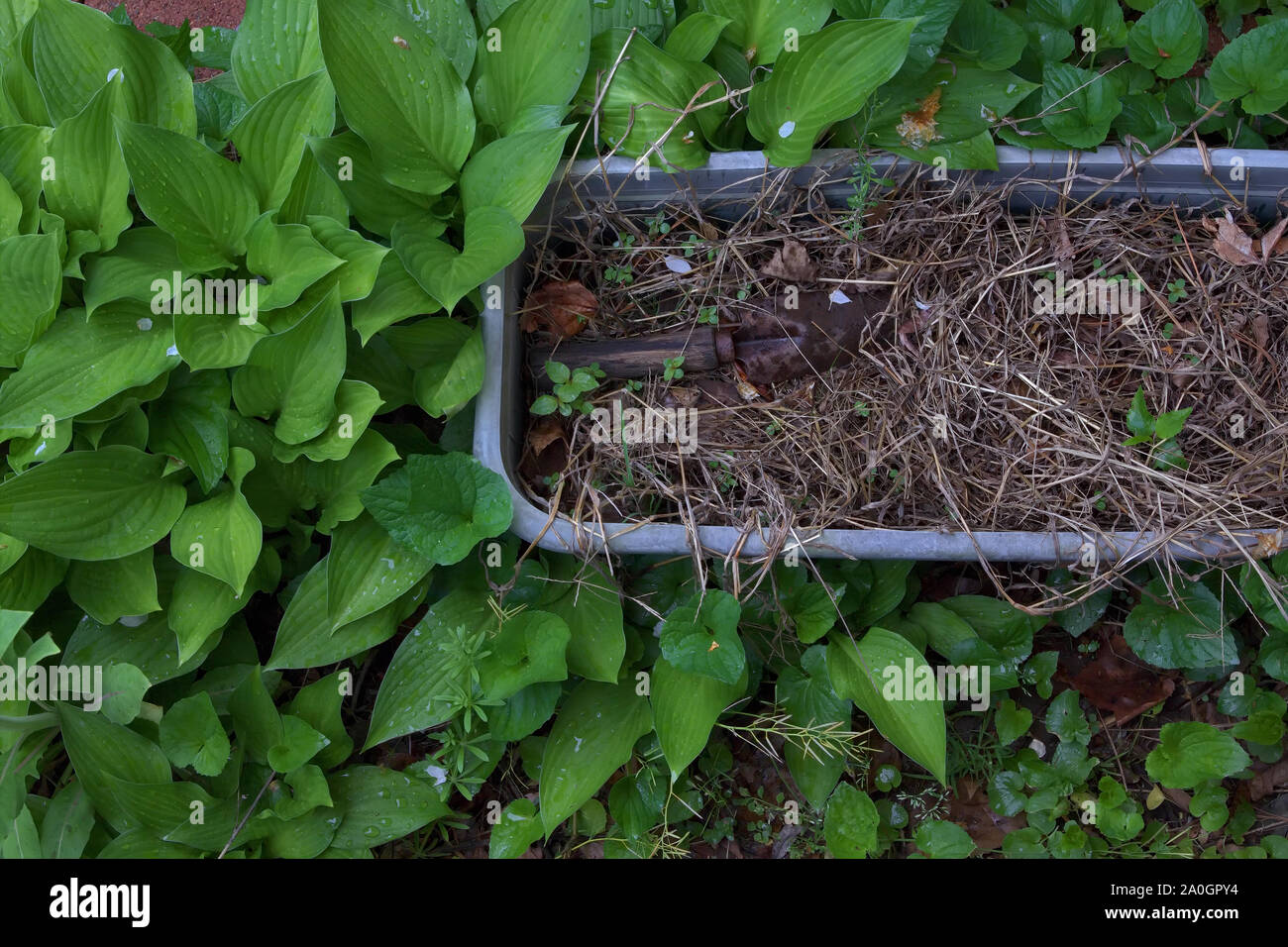 A lungo trascurata la piantatrice e ruggine cazzuola tra erbacce pronto per essere nuovamente utilizzato per la prossima stagione primaverile. Foto Stock