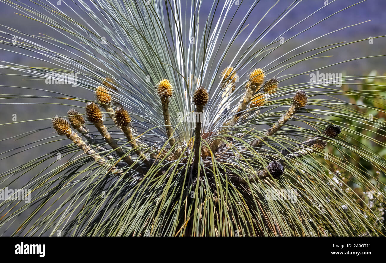 Corona di un Kingia australis, un australiano erba tree, Stirling Range National Park, Australia occidentale Foto Stock