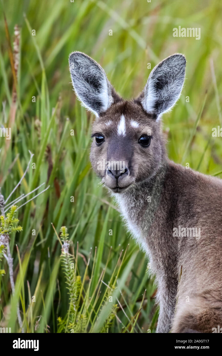 Close up di un occidentale Canguro grigio, rivolta, sfondo verde, Walpole Nornalup National Park, Australia occidentale Foto Stock