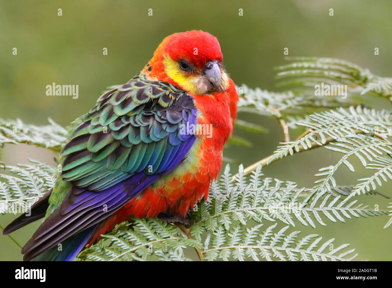 Close up di un colorato Western rosella si appollaia su foglie, Gloucester National Park, Australia occidentale Foto Stock