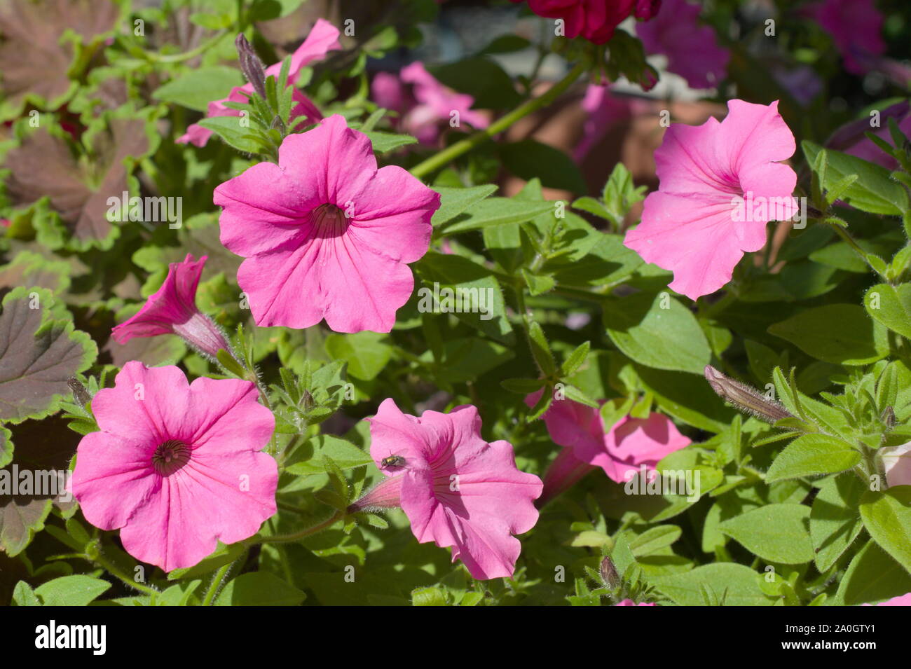 Petunie rosa su North Pender Island Island, British Columbia, Canada Foto Stock