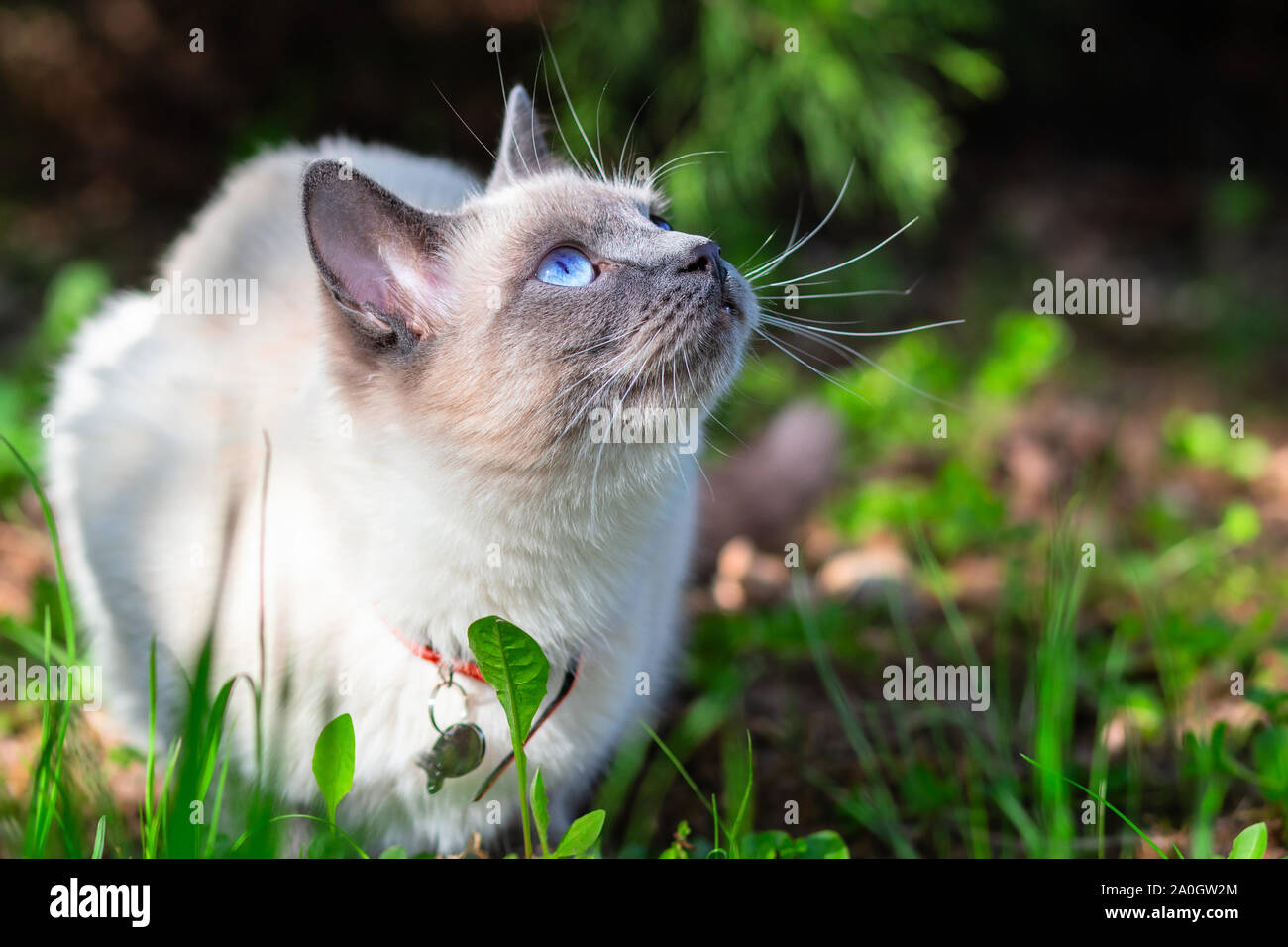 Il gatto è seduto sull'erba e guardando verso l'alto. Thai gatto di razza su un estate giornata di sole a ombra parziale. Foto Stock