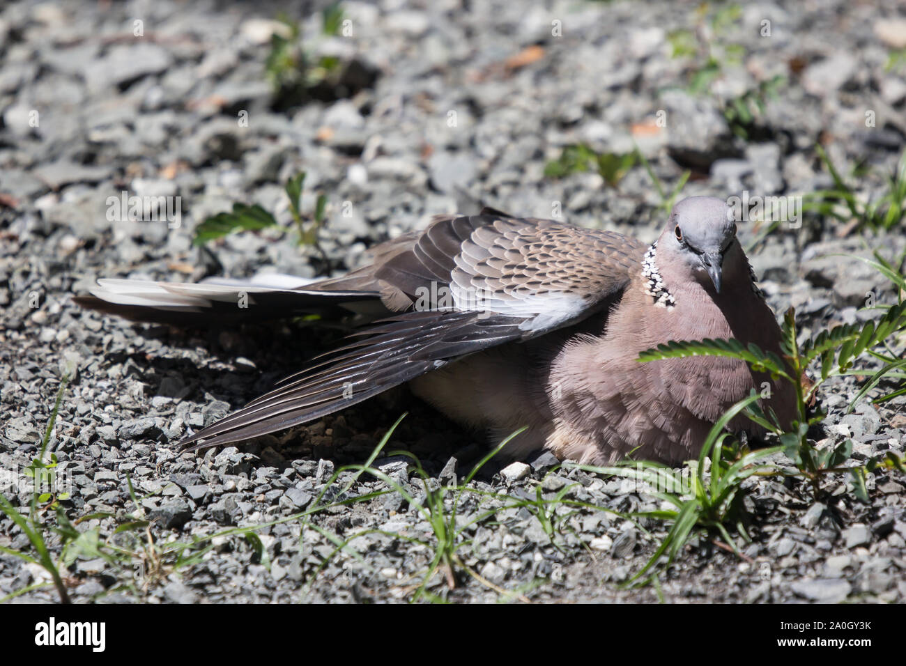 Close up di piccione marrone seduto sul pavimento di roccia Foto Stock