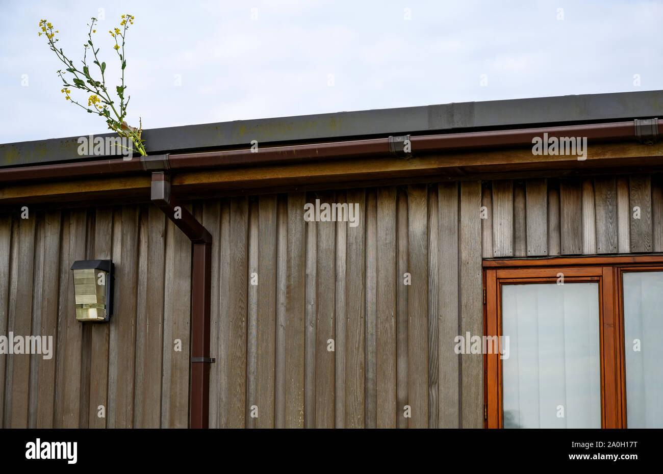 Grondaie con fogliame crescente al di fuori del tubo discendente Foto Stock