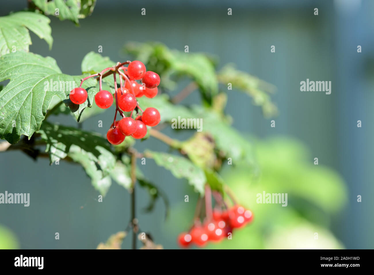 Red mature viburnum bacche su una bussola su un luminoso giorno di sole Foto Stock