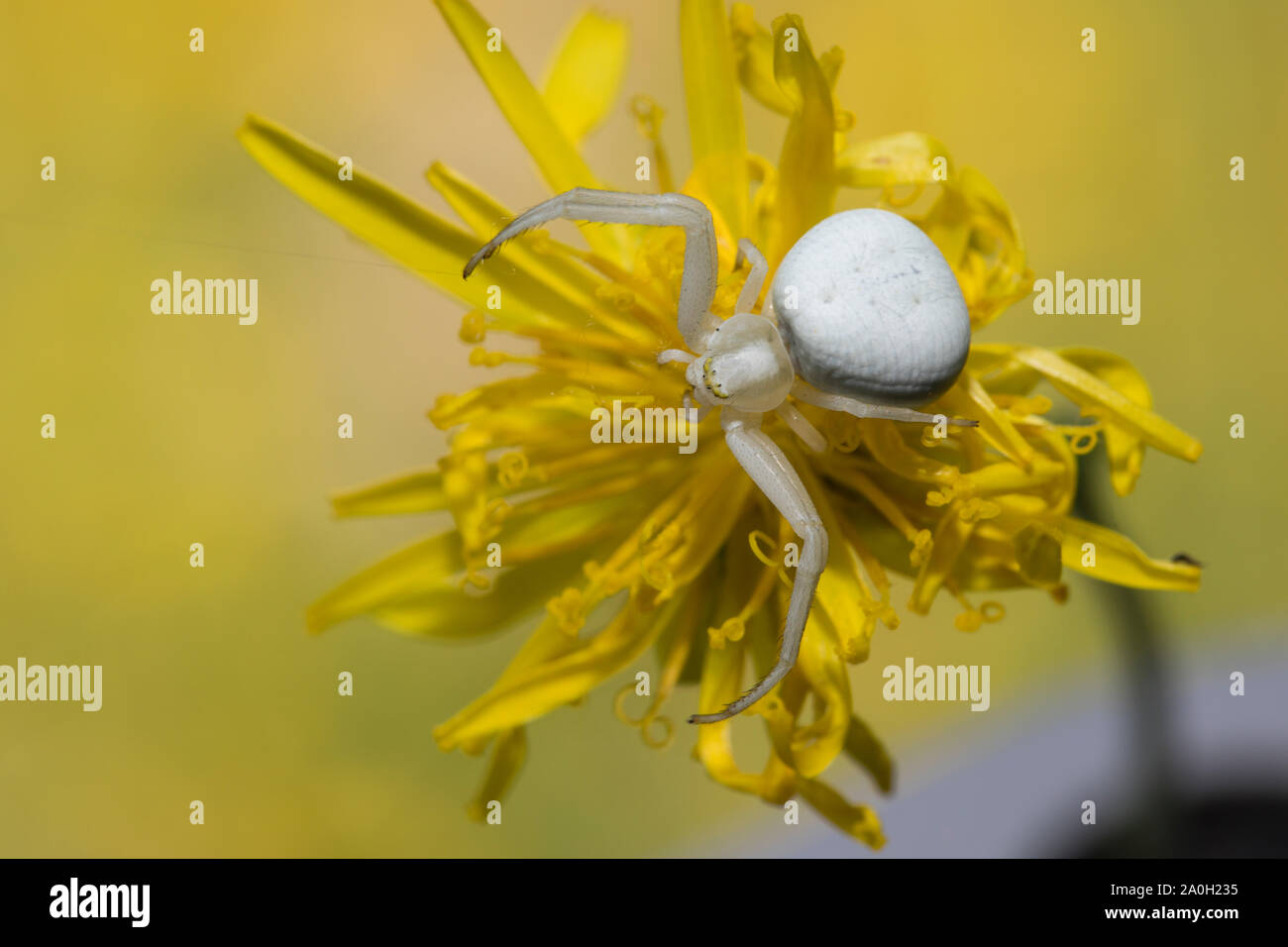 Krabbenspinne Veraenderliche, Misumena vatia, ragno granchio Foto Stock