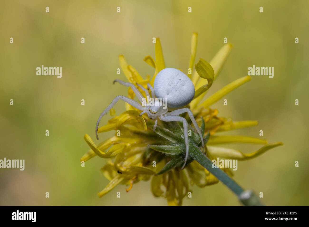 Krabbenspinne Veraenderliche, Misumena vatia, ragno granchio Foto Stock