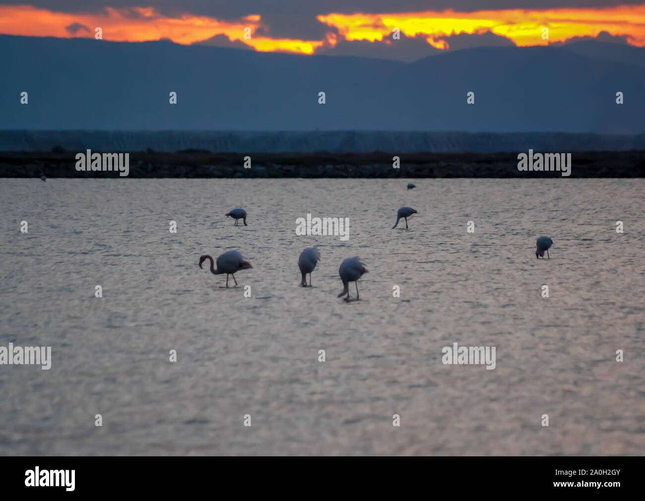 Fenicotteri rosa in arancione tramonto a Izmir, in Turchia. Foto Stock