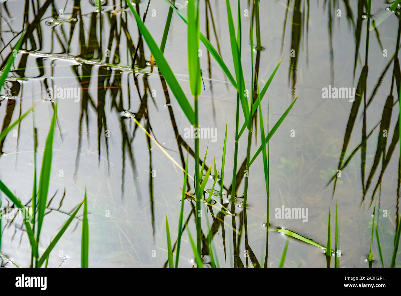 Verde erba reed in acqua, con riflessione. Foto Stock