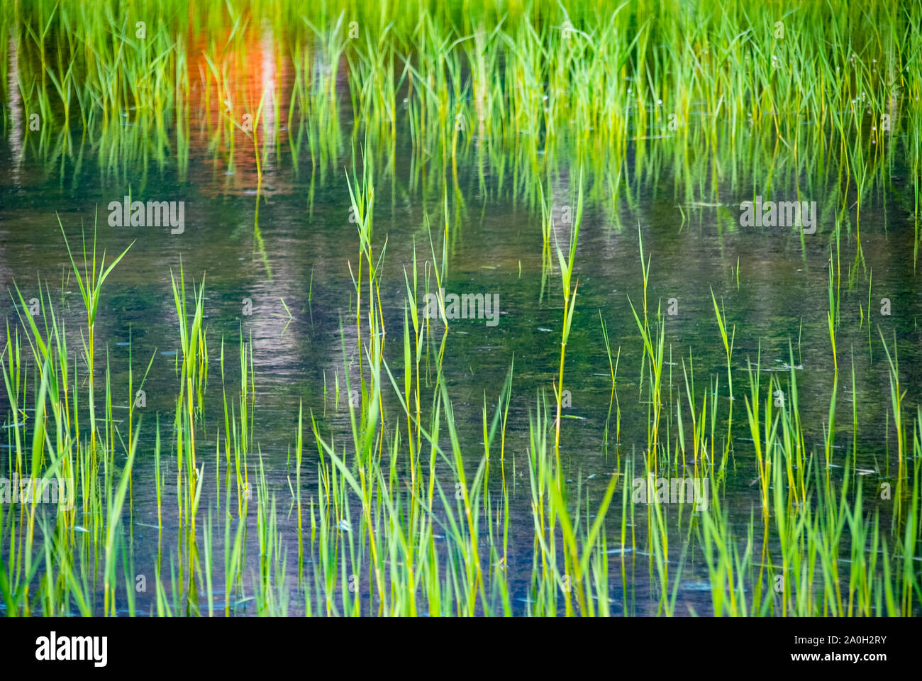 Colore verde brillante piccioli di reed che crescono in acqua chiara o stagno. Foto Stock