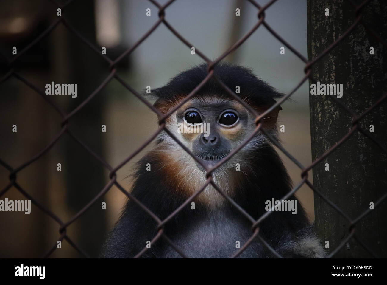 Baby red shanked douc langur in cattività a Cuc Phoung Parrk nazionale in Ninh Binh, Vietnam Foto Stock