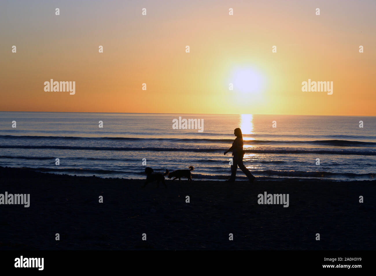 Cane a piedi nella parte anteriore del tramonto Foto Stock
