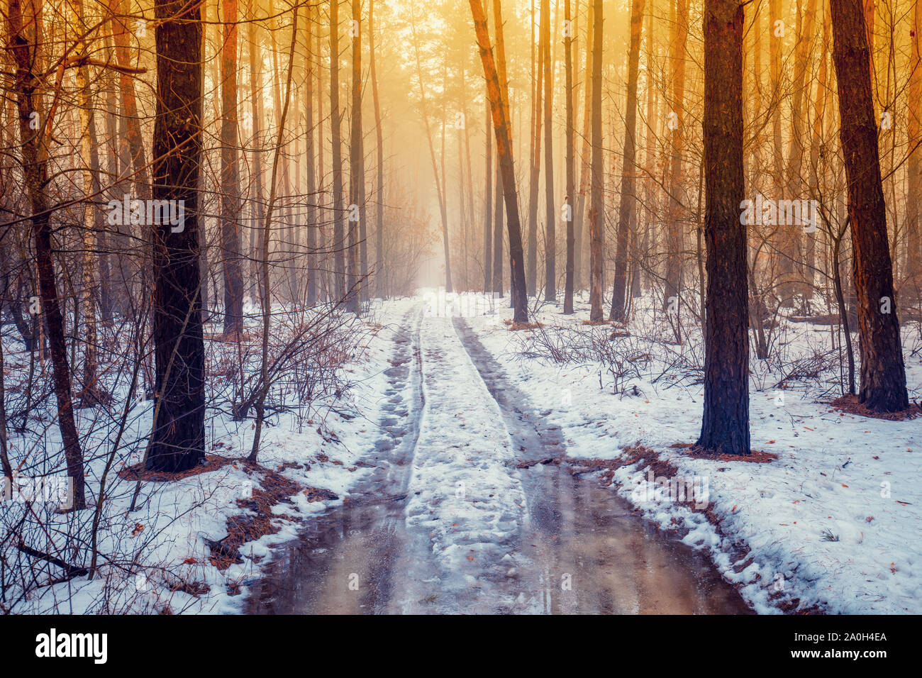 Strada in inverno una foresta di pini durante il disgelo. Natura invernale Foto Stock