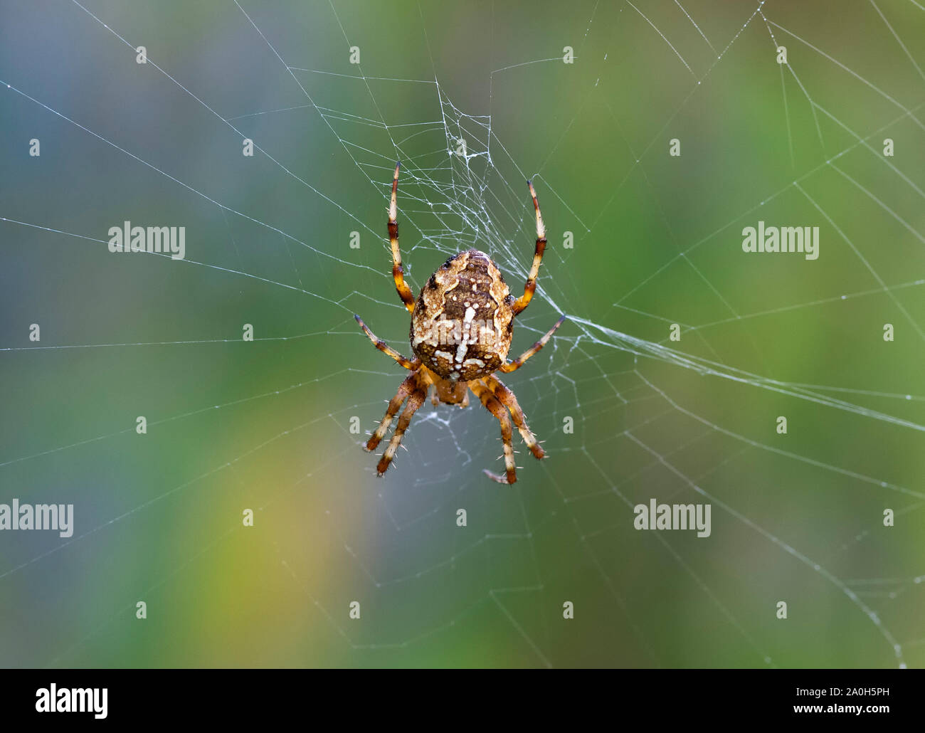 Vivacemente colorato giardino Cross spider (Araneus diadematus) in attesa della preda al centro del web Foto Stock
